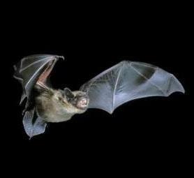 Pipistrelle bat