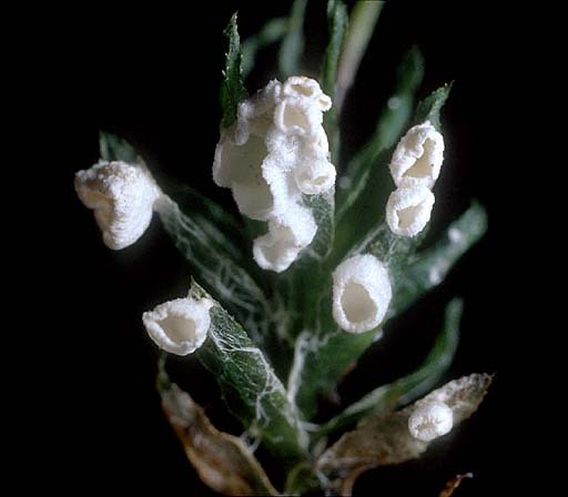 rimbachia arachnoidea